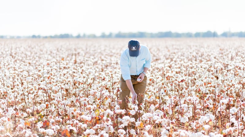 Why Cotton Incorporated Is Betting on a Return to Natural Fibre